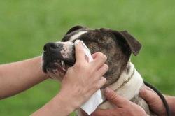 Conjuntivitis en perros: causas, síntomas y tratamiento