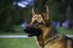 Can you really retrain an aggressive dog?