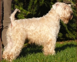 Il pelo dell'Irish Soft Coated Wheaten Terrier