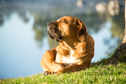 Perros y enfermedades genéticas: cuando las patologías vienen en la familia