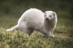 10 of the Most Interesting and Useful Ferret Facts