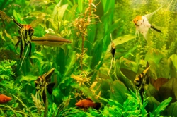 Identifying problems and illnesses in your fish tank