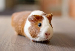10 Groovy Guinea Pig Facts