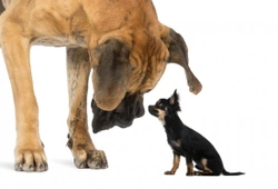 Big Dogs, Why They Don't Live as Long As Their Smaller Counterparts