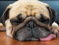 Can what you feed your dog effect their snoring?