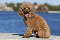 What’s it like owning a toy poodle?
