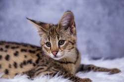 Ten things you need to know about the Savannah cat before you buy one