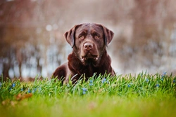 Laryngeal paralysis in the Labrador retriever dog breed