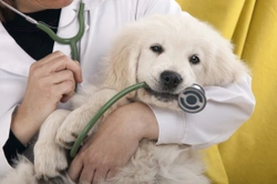 Knowing when to call the vet for your cat or dog