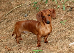 Owning a Miniature Dachshund