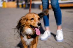 Did you know dogs can burn their paws on hot pavements in summer?