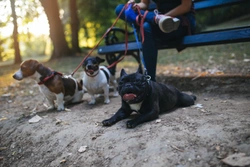 Five important things you should tell your new dog walker