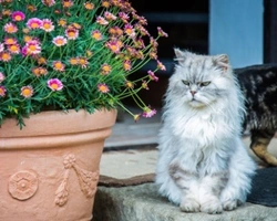 Gatti Persiani: carattere e colori del mantello