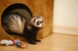 Keeping ferrets as pets