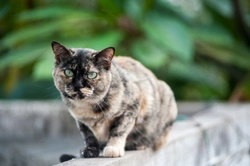 Ten top tips for keeping your cat healthy and well into old age