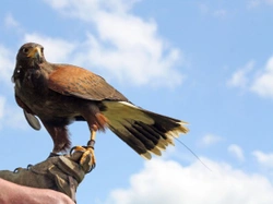 Birds of Prey as Pets: Can You Own One in the UK?