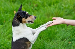 Tips and tricks for raising an obedient dog