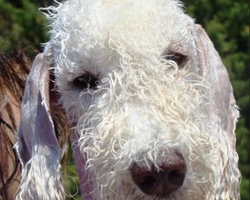 Il Bedlington Terrier: il cane con gli "orecchini" e il suo carattere