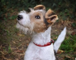 Fox Terrier a pelo liscio o a pelo ruvido: info e consigli