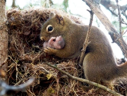 Amor de padres: tiernas imágenes del reino animal