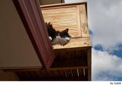 El síndrome del gato paracaidista