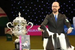 This year’s Crufts winner: The American Cocker Spaniel