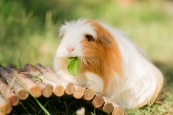 How to Set up a Great Environment for Your Guinea Pig