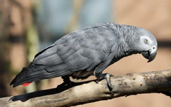 Longest Living Pets: Discover Companions for Life