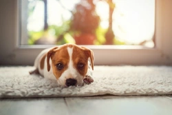 Choosing a new home with your dog in mind