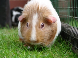 How to Treat Ringworms in Guinea Pigs