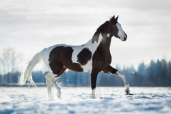 Unique Equestrian Gifts for the Festive Season