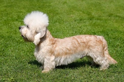 Cushing’s disease in the Dandie Dinmont terrier dog breed