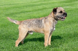 The Border Terrier, a Dog With Very Few Health Concerns