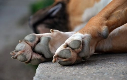 What Do Your Dog’s Carpal Pads Do?