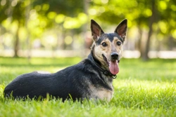 Skin Allergies in Dogs - Promising New Treatment Available