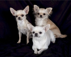 Chihuahua nano prezzo: pelo lungo, pelo corto e il messicano