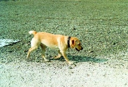 Labrador na cvičáku