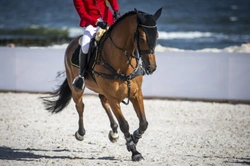 Tokyo 2020 Olympics: Ensuring Horse Welfare in Heat