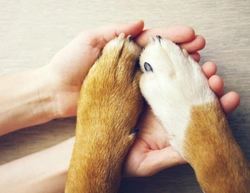 Why do some dogs hate having their paws touched?