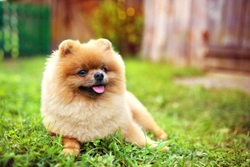 Biggest Health Concerns in Pomeranians