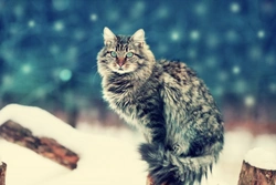 Siberian Forest Cat or Norwegian Forest Cat, which is best for you