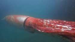 Calamares gigantes: imponentes pero inofensivos