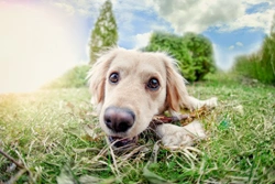 Eight top safety tips for dog owners