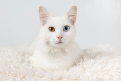 Why are Some White Cats Deaf?
