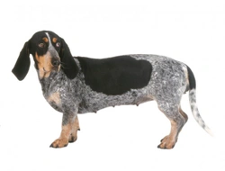 3  Rare French Dog Breeds with Ticked and Spotted Coats
