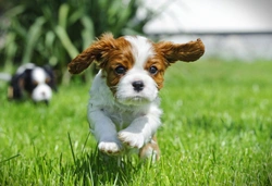 How to cope with separation anxiety in King Charles Spaniels