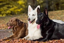 Why is there so much variance in the cost of insuring different dog breeds?