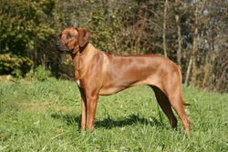 Juvenile Myoclonic Epilepsy Type (JME) in Rhodesian Ridgebacks