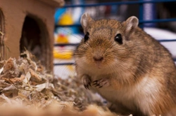 What to do if Pet Gerbils Start Fighting