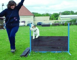 Jack Russell teriér a sportovní aktivita Část 10. – Cviky obratnosti